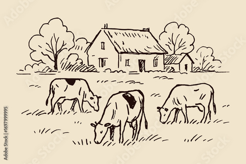 Cows grazing near farmhouse minimalist sketch vector illustration