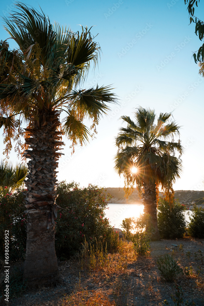 Fototapeta premium sunset view through palm trees 