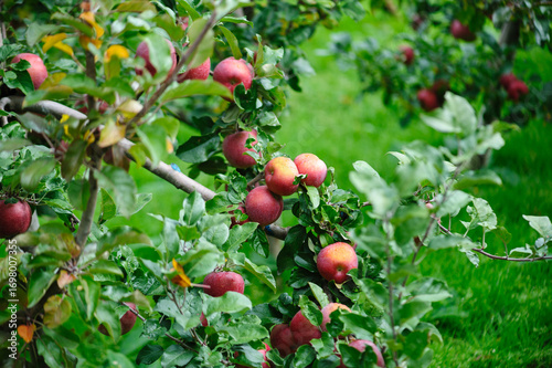 Red apples grow on tree in the orchard