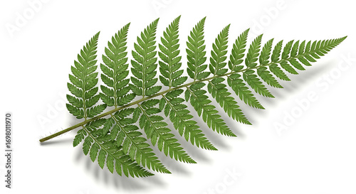 A single vibrant green fern frond with delicate leaflets isolated on a clean white background