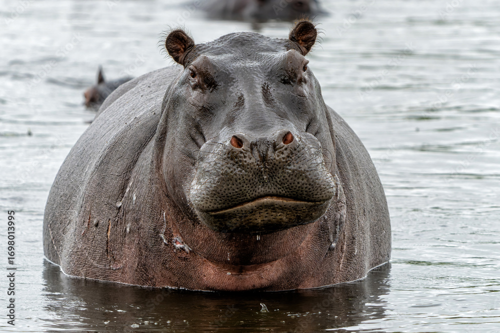 Fototapeta premium Hippopotamus in the Okavanga Delta in Botswana. An aggressive hippo bull shows dominant behaviour