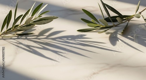Elegant olive branches casting shadows on smooth, textured surface