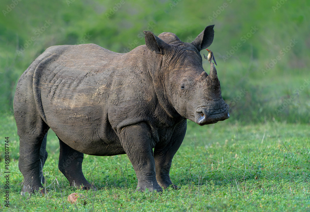 Fototapeta premium White Rhinoceros bull walking in a private game reserve in South Africa