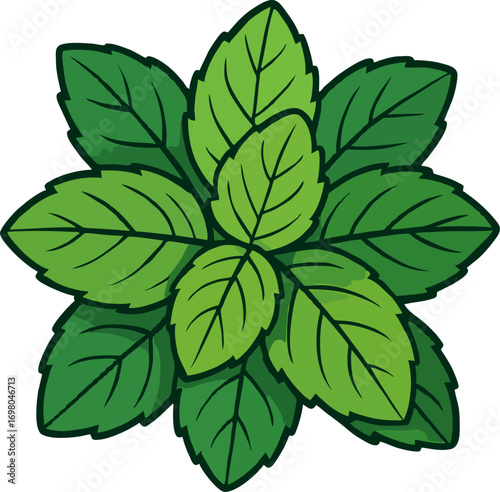 Mint Leaves Vector Illustration – Fresh Green Herbal Leaf
