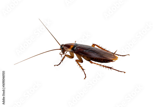 Brown cockroach insect detailed studio shot transparent background