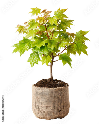 Fresh Green Maple Sapling in Burlap Ready for Planting