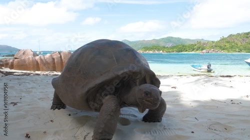 Giant tortoise walking along the beach in Seychelles, slowly approaching the camera.