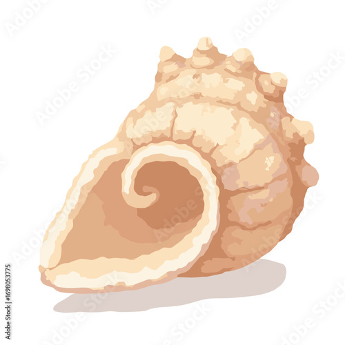Seashell (conch) — spiral whorl with ridged texture and aperture shadow, white background