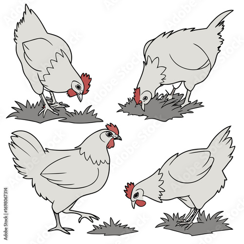 Four cartoon style illustrations of light gray chickens pecking at grass on a white background