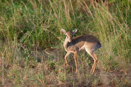 Dik Dik  little Antelope in the savannah