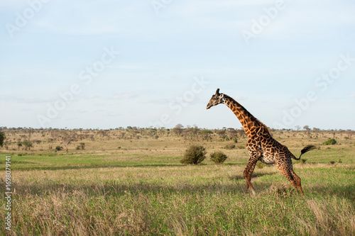 giraffe in the savannah