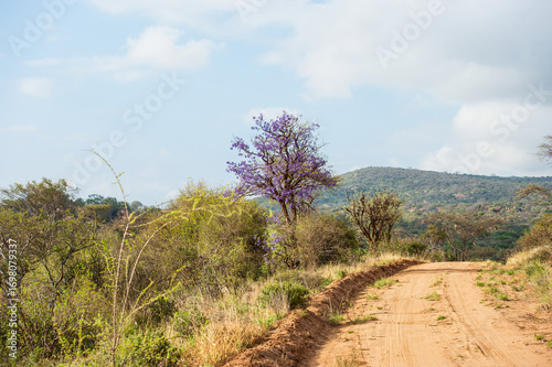 dirt road in the mountains