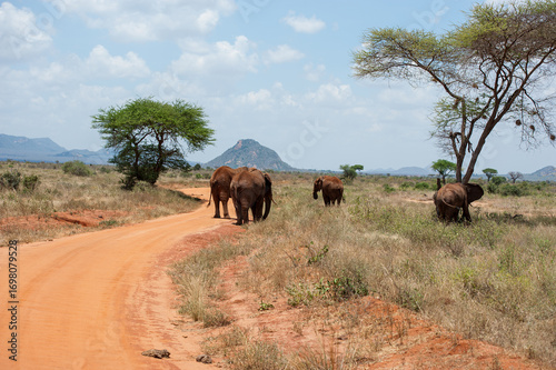 elephant in the savannah