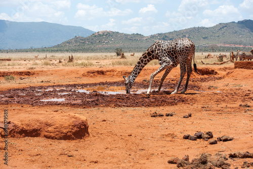 giraffe in the savannah