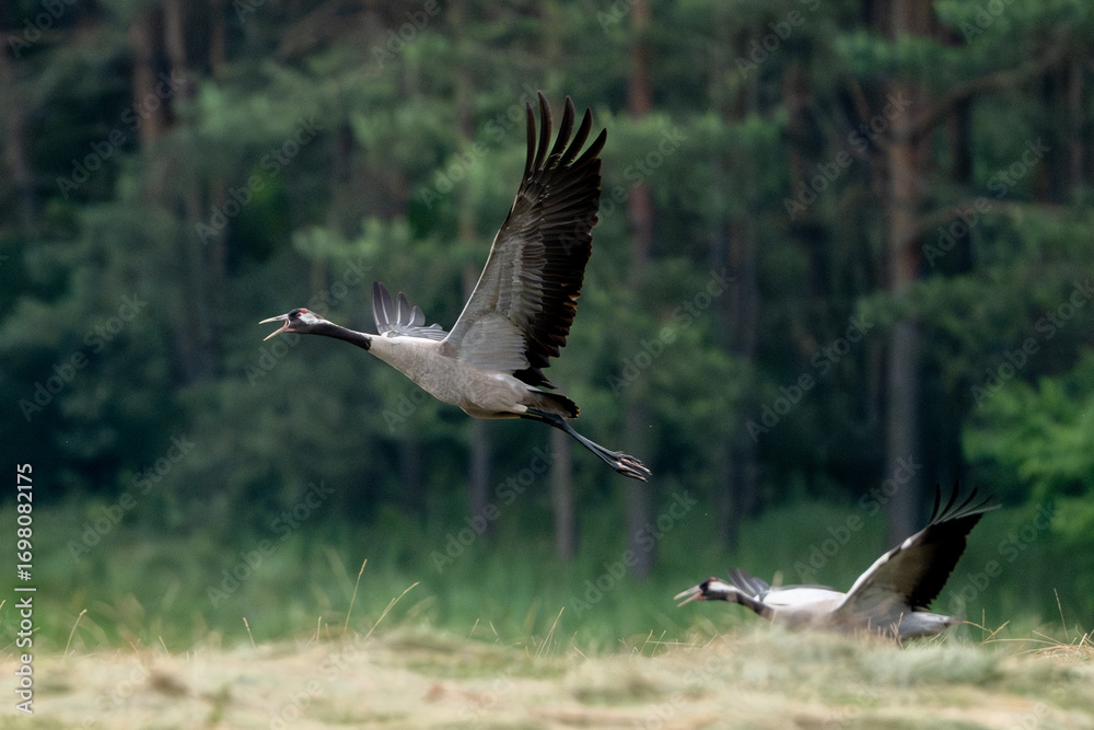 Fototapeta premium Two Gray Cranes In Field