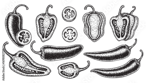 Chili pepper set engraving vector illustration