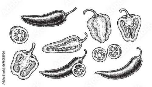Chili pepper set engraving vector illustration