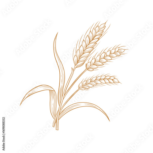 Vector rye wheat branch with berries line art illustration, graphic line ginger. wheat with seeds. Farming Engraving retro style. Old school Ingredient. Great for any designs, textile, art, walls, pac