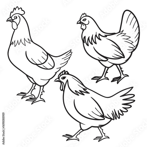 Three outline drawings of chickens standing and walking on a white background