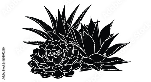 black and white succulent and aloe vera plant illustration.