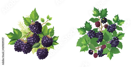 Blackberry bramble with ripe plump berries cluster vector art set design illustration