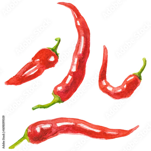 Watercolor painted chili pepper. Hand drawn fresh food design el