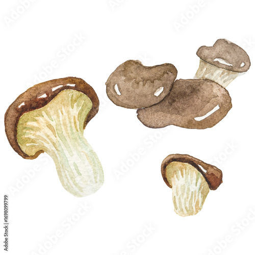 Watercolor painted oyster mushroom Hand drawn fresh food design