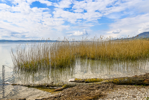 Bevaix, La Pointe du Grain, Neuenburgersee, Seeufer, Uferweg, Schilf, Wassservögel, Naturschutz, Strand, Schwemmholz, Frühling, Neuenburg, Schweiz