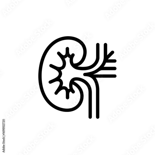 Kidney icon vector illustration showing internal structure with renal artery vein and ureter in simple line style design for medical and healthcare concepts