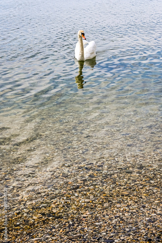 Bevaix, La Pointe du Grain, Neuenburgersee, Seeufer, Uferweg, Wassservögel, Schwan, Naturschutz, Strand, Wassersport, Frühling, Neuenburg, Schweiz