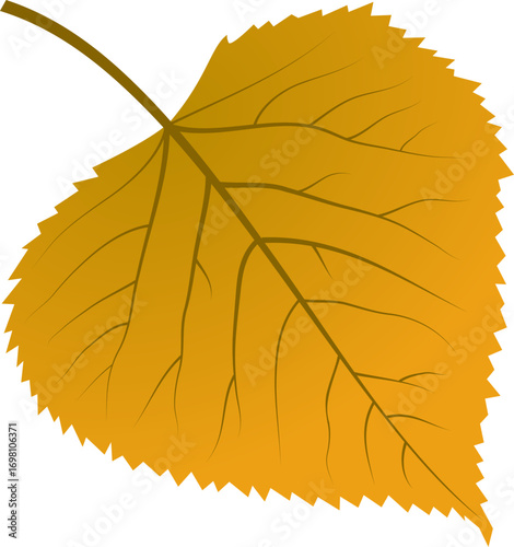 Isolated Aspen Leaf Showing Autumn Colors Illustration
