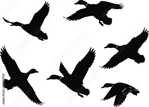 Flying mallard ducks illustration, bird in flight sequence, realistic vector, waterfowl migration, wild ducks, nature, wings spread, wildlife.