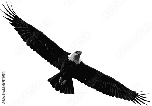 Majestic bald eagle soaring with wings spread, detailed wildlife bird, symbol of freedom, isolated on white background, flying raptor illustration.