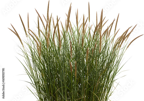 Stunning Autumn Bloom Switchgrass Ornamental Grass  Vibrant Green  Bronze Hues isolated on transparent background