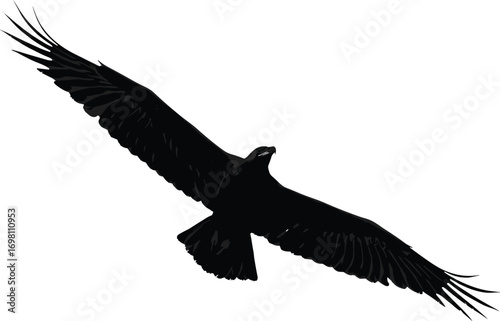 Majestic bald eagle soaring with wings spread, detailed wildlife bird, symbol of freedom, isolated on white background, flying raptor illustration.