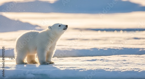 A young polar bear stands on an ice floe, looking up towards the sky in the Arctic.