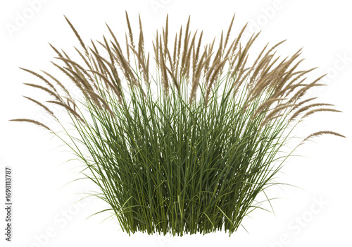 Stunning Prairie Grass Nature Photography  Ornamental Grass Landscaping Bush Plant Meadow isolated on transparent background