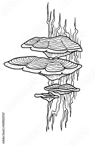 Detailed tree fungi line drawing for botanical study or coloring page project, nature's intricate design