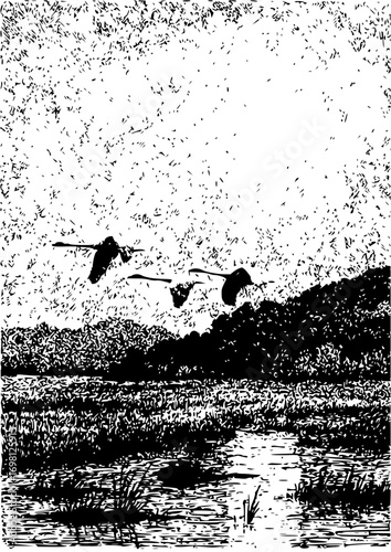 Majestic swans soaring above tranquil waters, evoking serene nature and wildlife beauty
