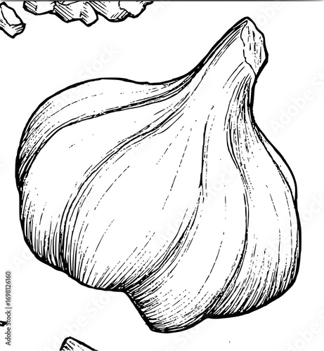 Detailed sketch of a whole garlic bulb with cloves, perfect for culinary and health uses