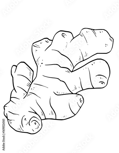 Bold outline of fresh ginger root, a versatile culinary ingredient for healthy recipes and natural remedies.
