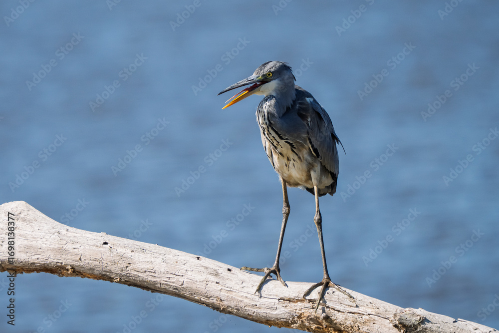 Fototapeta premium A gray heron with its beak open is perched on a dead tree trunk on a pond