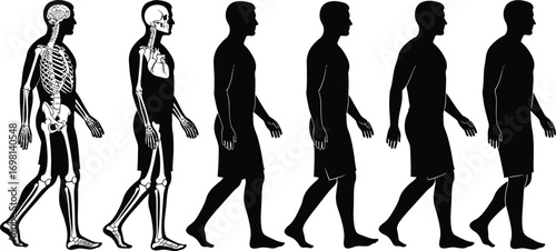 Human evolution stages from skeletal anatomy to full silhouette in motion