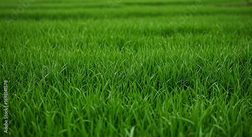Fototapeta Naklejka Na Ścianę i Meble -  Emerald Sea of Blades