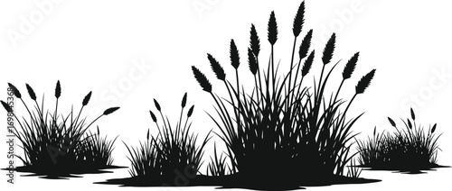 tall grasses in silhouette on transparent background