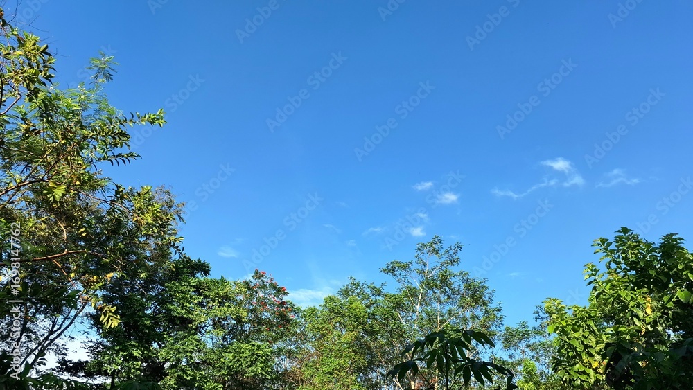 Obraz premium Wide angle shot of sky with fluffy clouds and tree silhouettes, tranquil summer scene ideal for background, nature-based concepts, sustainability, wellness, and inspiration