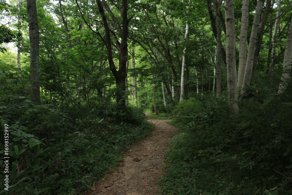 Obraz premium 池ヶ原湿原