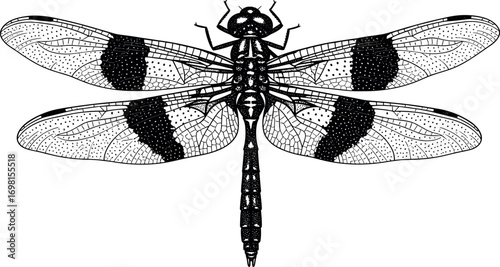 Monochrome vector drawing of a beautiful dragonfly with patterned wings. A detailed entomological illustration of an insect on a white background