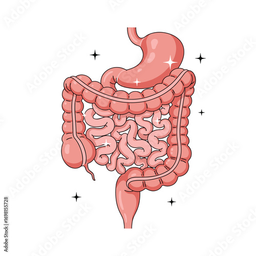 Understanding the complex inner workings of the human digestive system anatomy and function