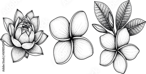 A detailed set of botanical illustrations featuring hand-drawn plumeria and lotus flowers in a classic black and white style